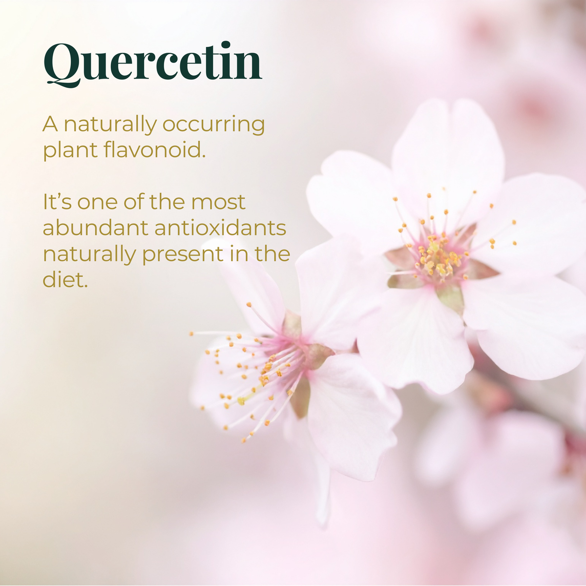 Quercetin Complex